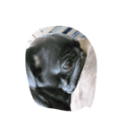 pug Qoo（個別スタンプ：5）