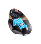 pug Qoo（個別スタンプ：6）