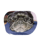 pug Qoo（個別スタンプ：8）