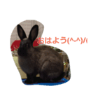 うさぎもみちゃん 2（個別スタンプ：1）