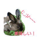 うさぎもみちゃん 2（個別スタンプ：2）