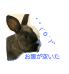 うさぎもみちゃん 2（個別スタンプ：3）