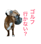 ボクサー犬 taiga2（個別スタンプ：2）