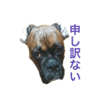 ボクサー犬 taiga2（個別スタンプ：3）