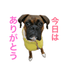 ボクサー犬 taiga2（個別スタンプ：8）