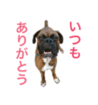 ボクサー犬 taiga2（個別スタンプ：16）