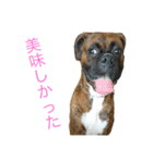 ボクサー犬 taiga2（個別スタンプ：17）