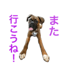 ボクサー犬 taiga2（個別スタンプ：18）