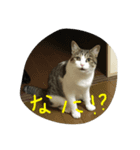 みぃのすたんぷ（個別スタンプ：1）