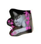 みぃのすたんぷ（個別スタンプ：2）