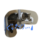 みぃのすたんぷ（個別スタンプ：4）