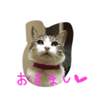 みぃのすたんぷ（個別スタンプ：5）