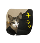 みぃのすたんぷ（個別スタンプ：7）