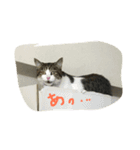 みぃのすたんぷ（個別スタンプ：8）