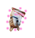 コーギー犬マイク君（個別スタンプ：1）