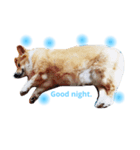 コーギー犬マイク君（個別スタンプ：2）