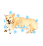 コーギー犬マイク君（個別スタンプ：4）