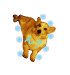 コーギー犬マイク君（個別スタンプ：7）