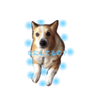 コーギー犬マイク君（個別スタンプ：8）