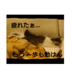 ワビサビの日常（個別スタンプ：1）
