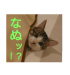 ワビサビの日常（個別スタンプ：2）