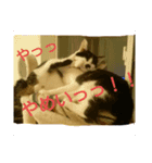 ワビサビの日常（個別スタンプ：4）