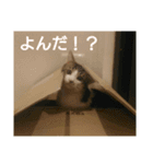 ワビサビの日常（個別スタンプ：5）