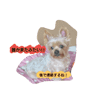 kswaii dog3（個別スタンプ：2）