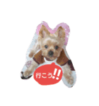 kswaii dog3（個別スタンプ：3）