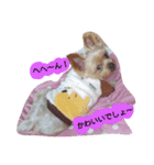 kswaii dog3（個別スタンプ：4）