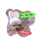 kswaii dog3（個別スタンプ：6）