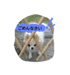 kswaii dog3（個別スタンプ：10）