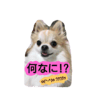 kswaii dog3（個別スタンプ：14）