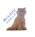 ウチの猫ちゃん（個別スタンプ：1）