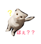 ウチの猫ちゃん（個別スタンプ：3）