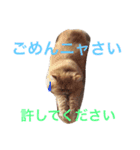 ウチの猫ちゃん（個別スタンプ：5）