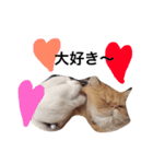 ウチの猫ちゃん（個別スタンプ：8）