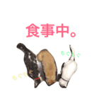 ウチの猫ちゃん（個別スタンプ：9）