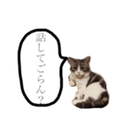 ウチの猫ちゃん（個別スタンプ：11）