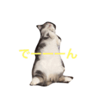 ウチの猫ちゃん（個別スタンプ：14）