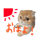 ウチの猫ちゃん（個別スタンプ：15）