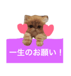 ウチの猫ちゃん（個別スタンプ：16）