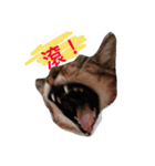 little tiger and little master（個別スタンプ：16）