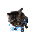 little tiger and little master（個別スタンプ：18）