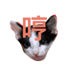 little tiger and little master（個別スタンプ：21）