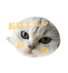 白猫かりん〜秋田弁〜（個別スタンプ：1）