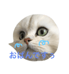 白猫かりん〜秋田弁〜（個別スタンプ：2）