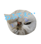 白猫かりん〜秋田弁〜（個別スタンプ：3）