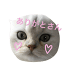 白猫かりん〜秋田弁〜（個別スタンプ：4）