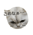 白猫かりん〜秋田弁〜（個別スタンプ：5）